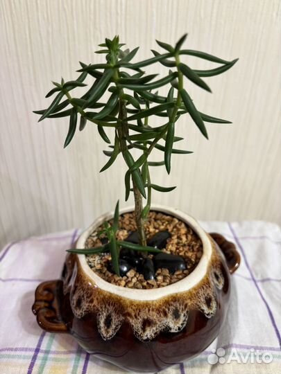 Крассула тетрагона древовидная