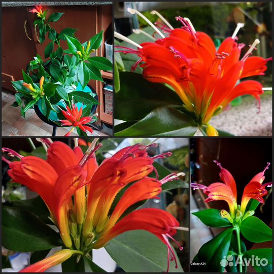 Эсхинантус жар птица