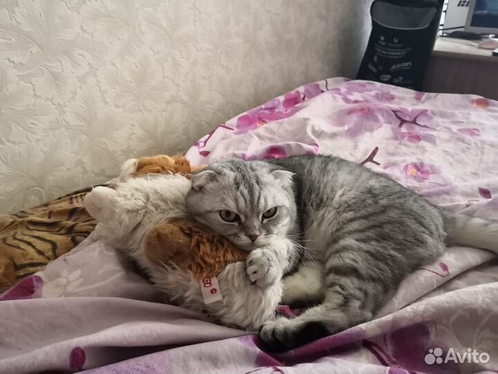 Вислоухий шотландец на вязку