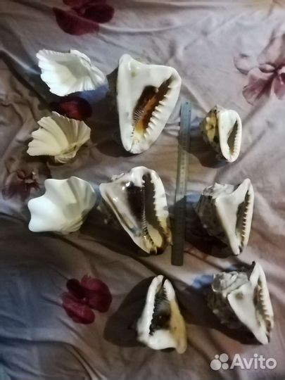 Ракушки океанские