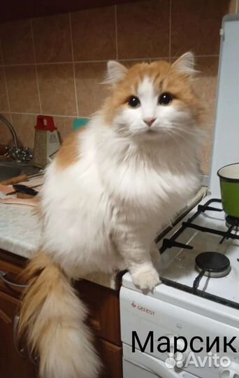 Кошки бесплатно