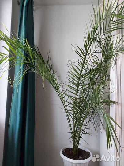 Продам финиковую пальму