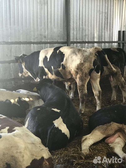 Бычки телята