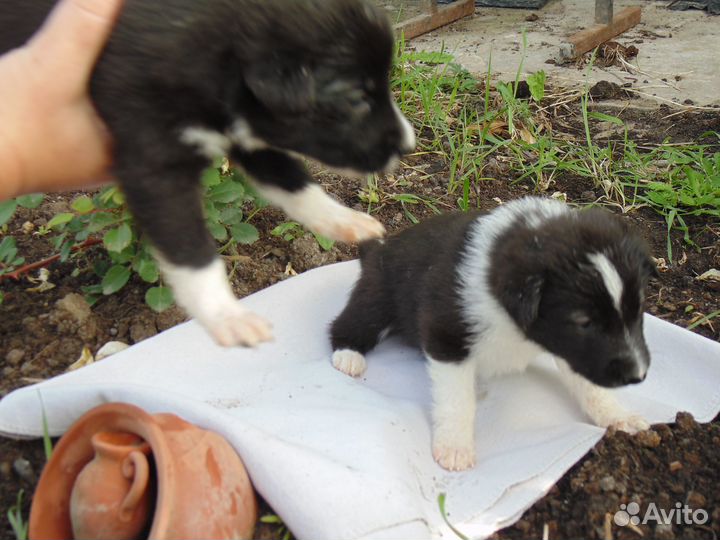 Щенки метисы в добрые руки