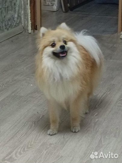 Немецкий шпиц