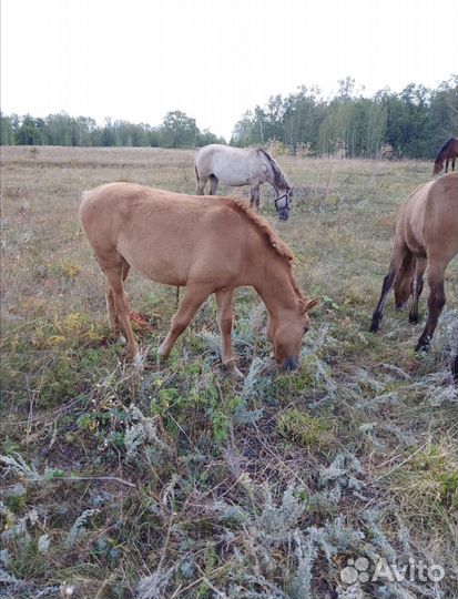 Продается жеребец