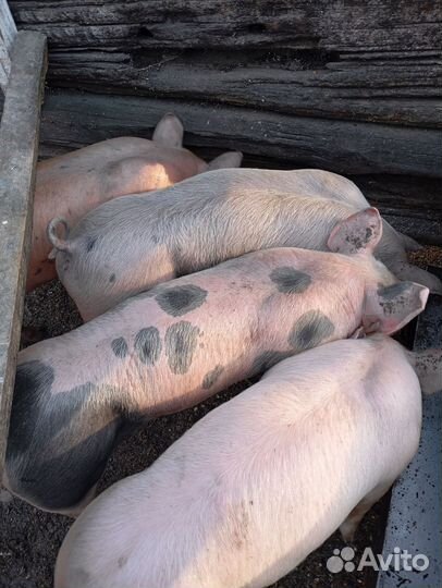 Поросята породы пьетрен
