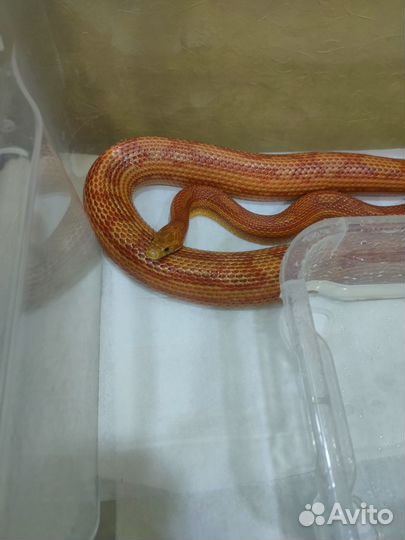 Змея маисовый полоз