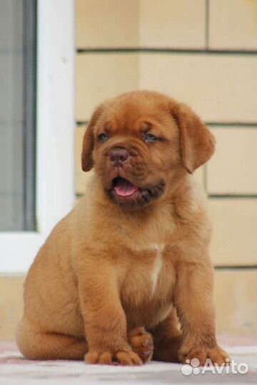 Бордоский дог щенки