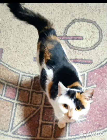 Молодая стерилизованная кошечка