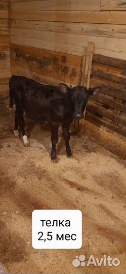 Телята