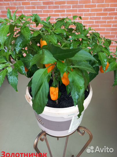 Перец острый (семена) высылаю почтой