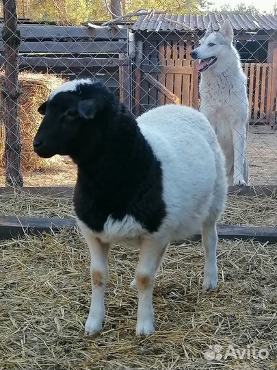 Баранчики помесные от дорпера