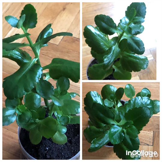 Фикусы, плющ, традесканция