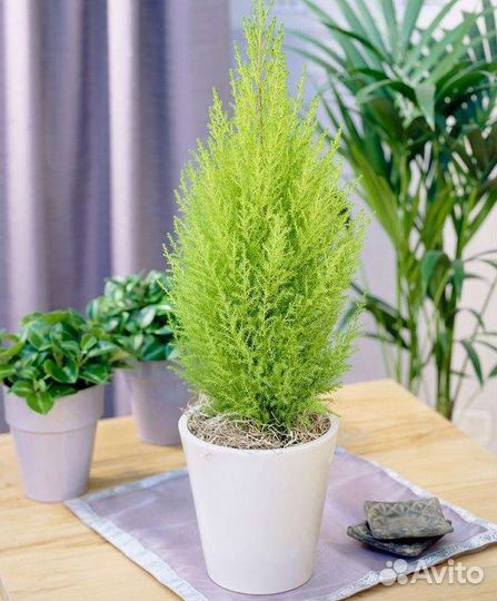 Комнатная ель Араукария Купресус