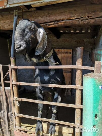 Нубийский козел вязка