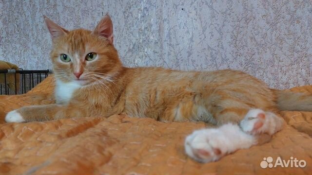 Кошечка Ласка