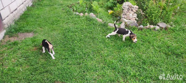 Русская пегая гончая