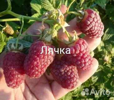 Саженцы малины