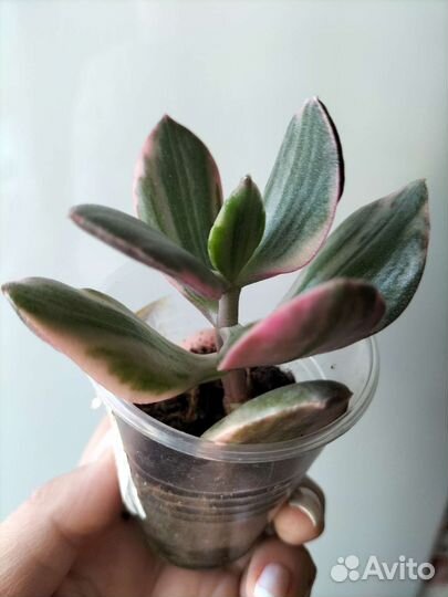 Хойи сортовые