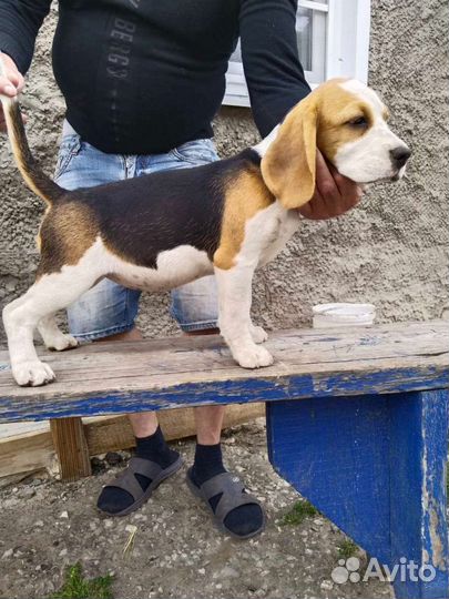 Щенки бигль девочки