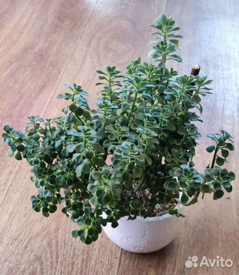 Аихризон, аихризон вариегатный