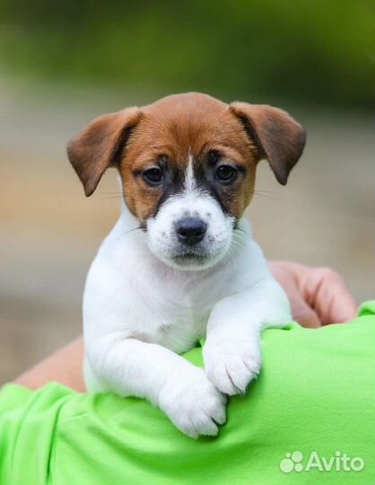 Джек Рассел терьер - высокопородные щенки