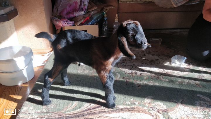 Продам козлят