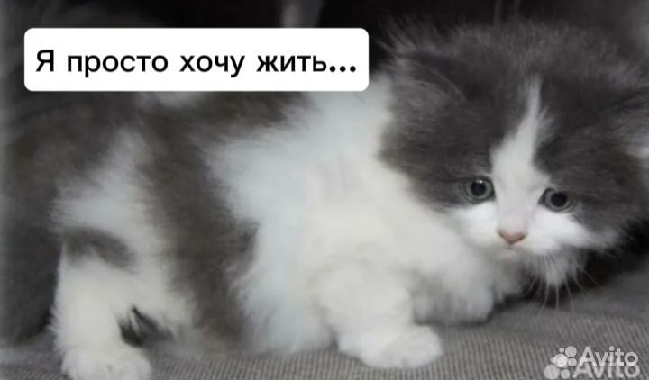 Котенок Девочка