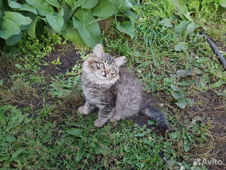 Кошечка 3 месяца