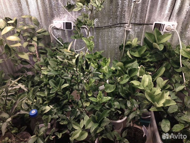 Цитрусовые