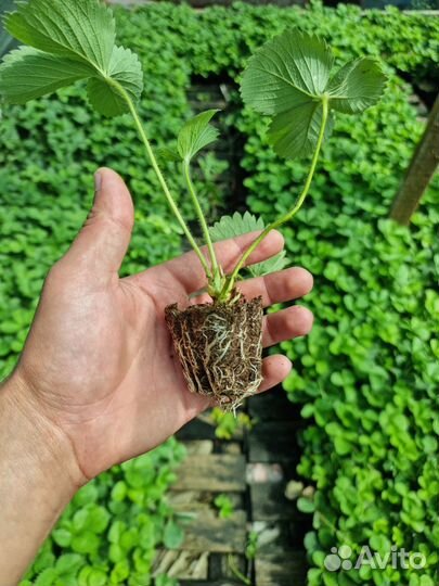 Рассада клубники Азия, Клери, Априка, Альбион