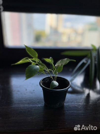 Комнатные растения разные внутри