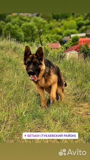 Немецкая овчарка вязка кабель