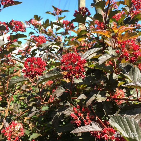 Кустарники для сада