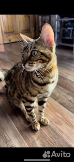 Бенгальская