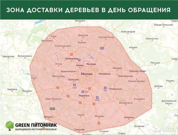 Туи садовые