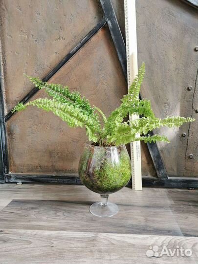 Папоротник нефролепис в стеклянной вазе