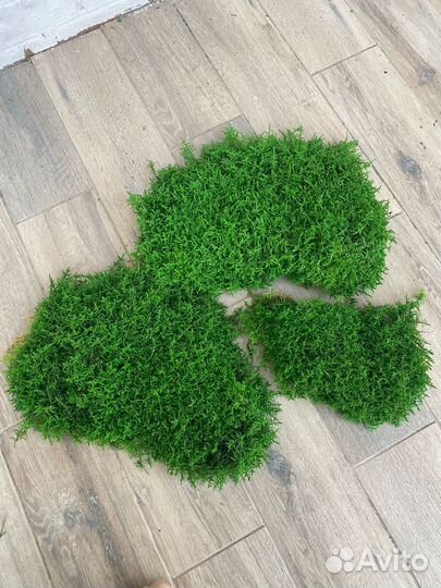 Стабилизированный мох