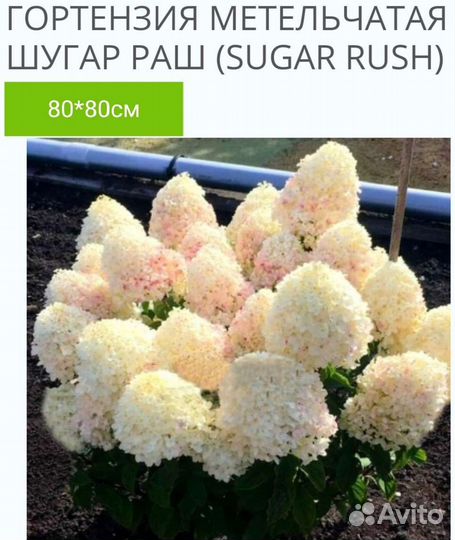 Гортензия метельчатая