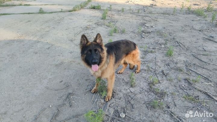 Кинолог. Зоопсихолог. Дрессировка. Выгул. Тренер