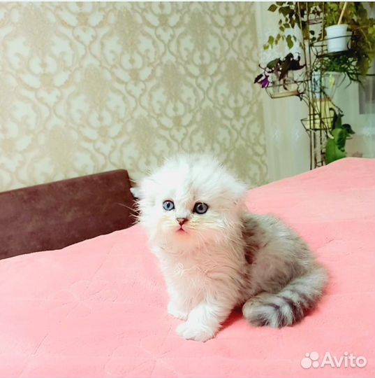 Котёнок Шотландская вислоухая Хайленд