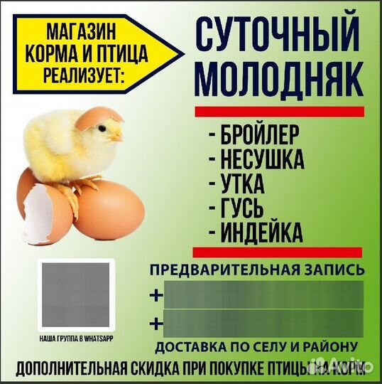 Продажа суточных цыплят