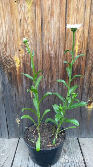 Махровая многолетняя ромашка, матрикария и желтая