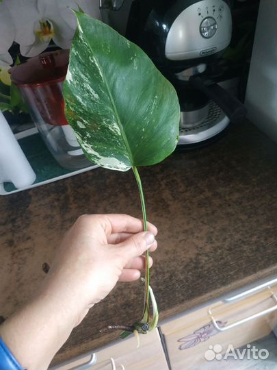 Монстера Альба