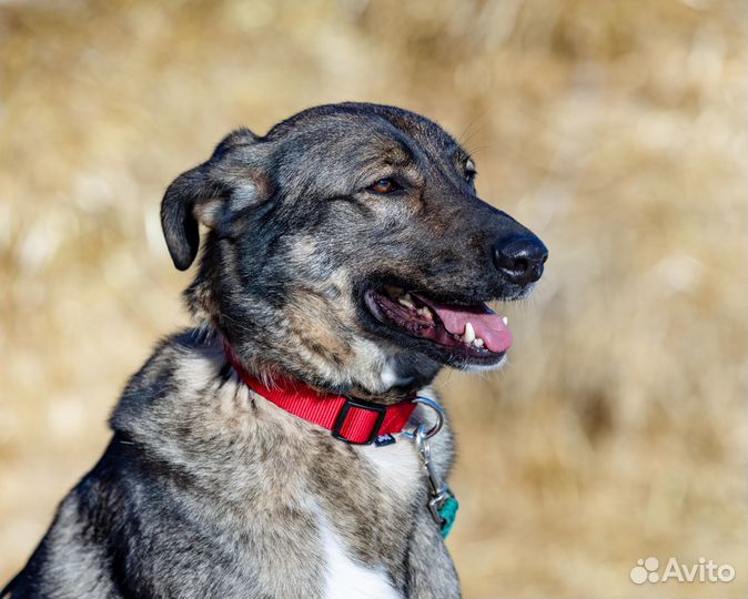 Собака Оливер