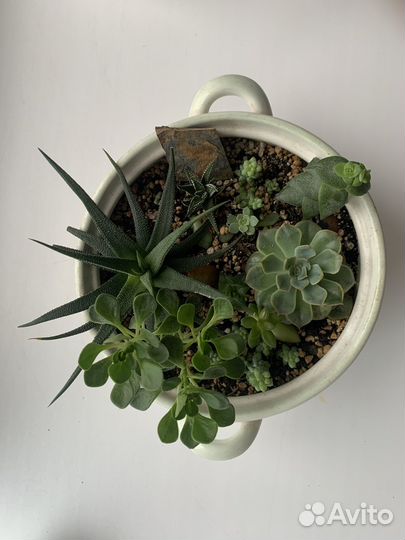 Комнатные растения