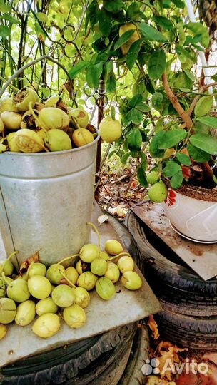 Маньчжурский орех