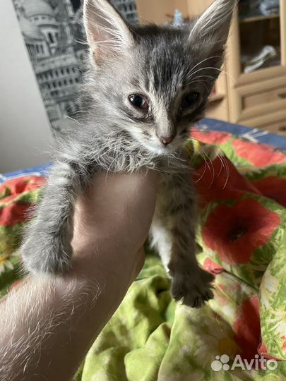 Котенок в добрые руки