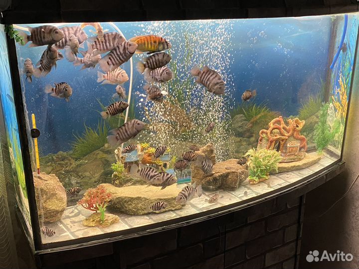 Аквариум с тумбой и рыбками